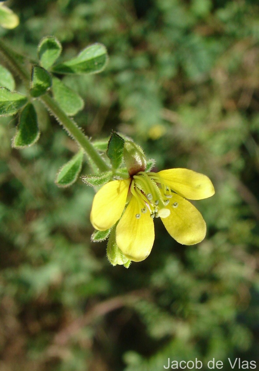Cleome viscosa L.